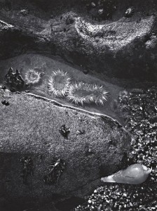Sea Anemones, Shore Detail, Bodega Head, California, 1969, Ansel Adams