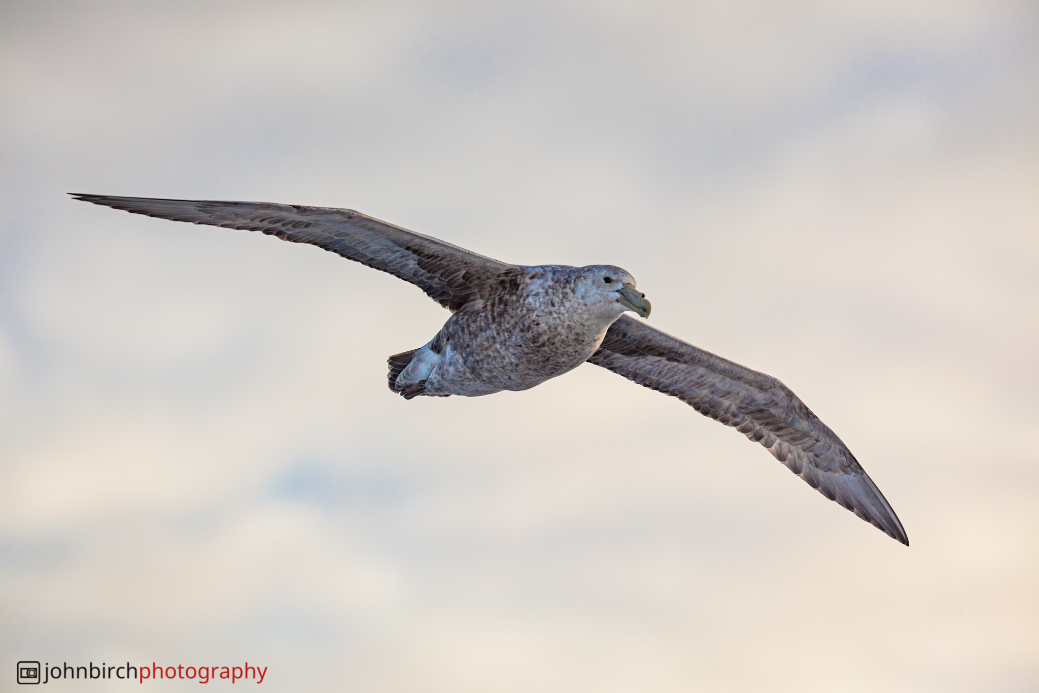 Giant Petrel following the ship across the Drake Passage