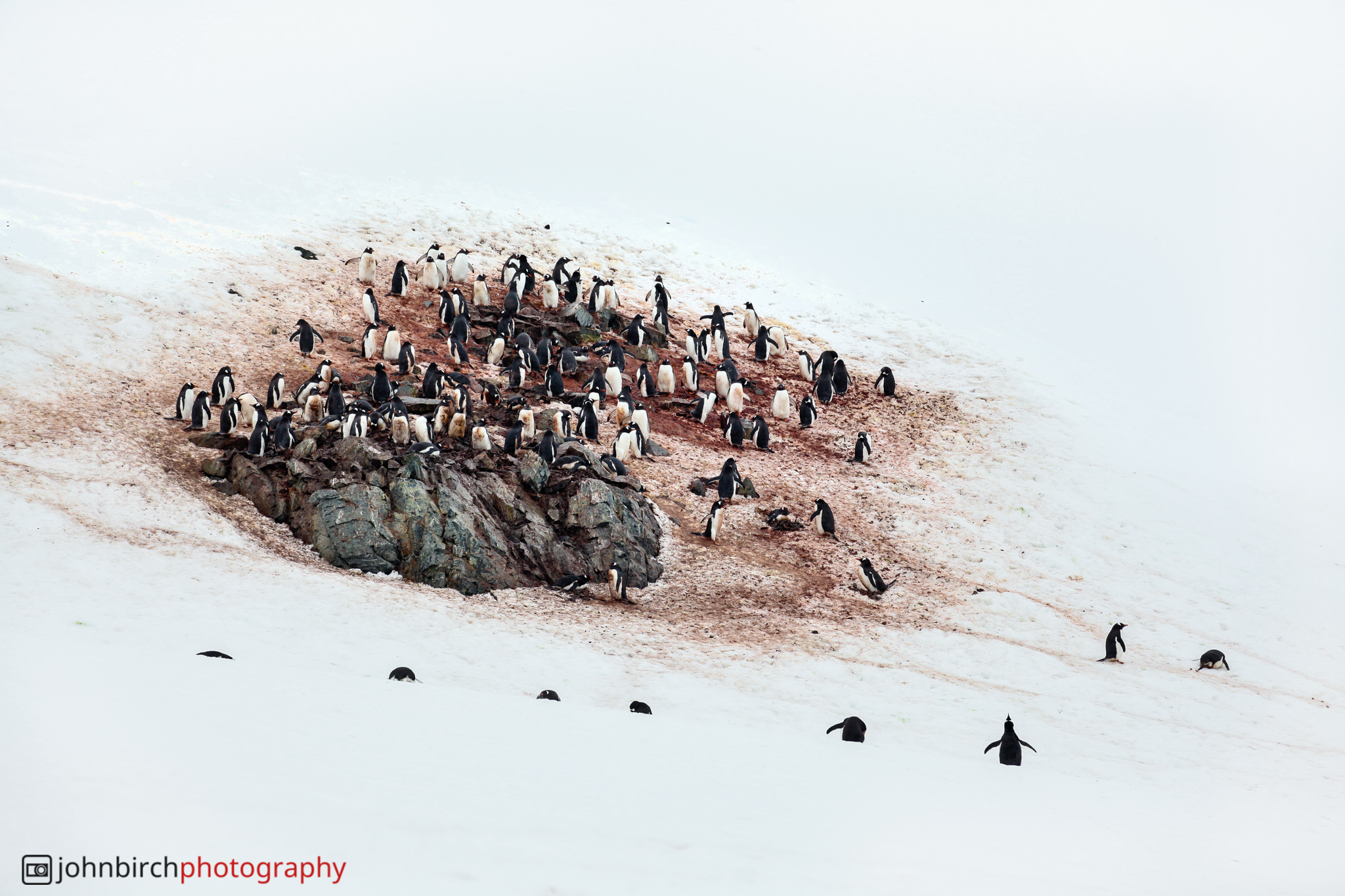 Adele Penguins · Cuverville Island