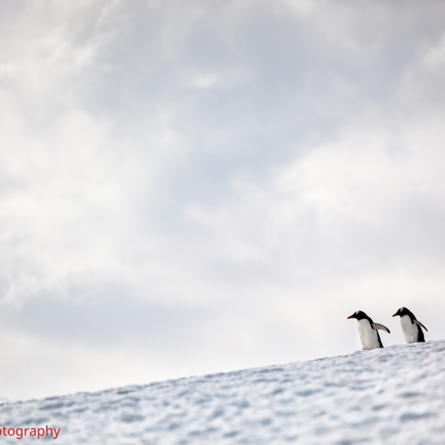 Adele Penguins · Danco Island