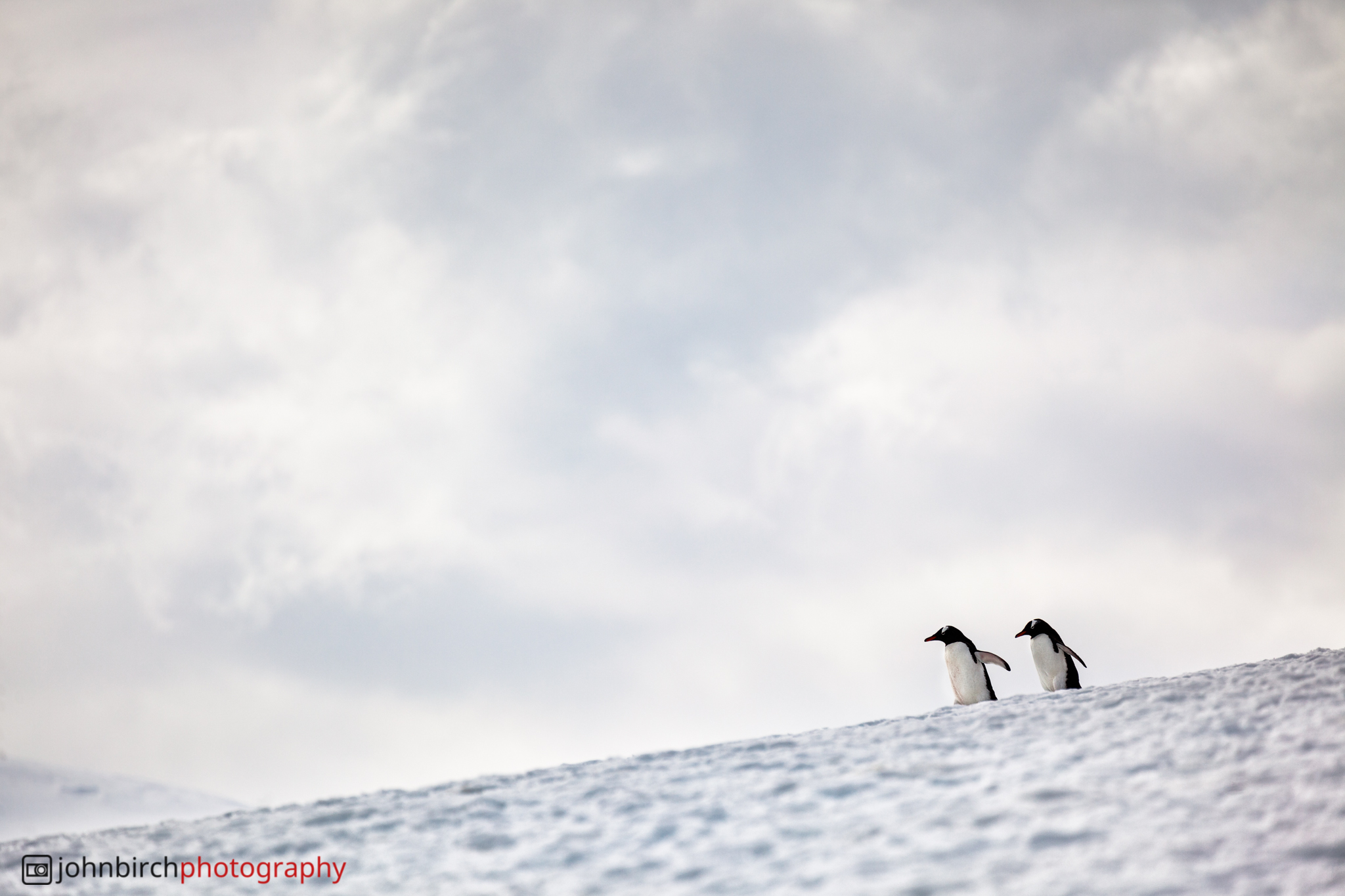 Adele Penguins · Danco Island