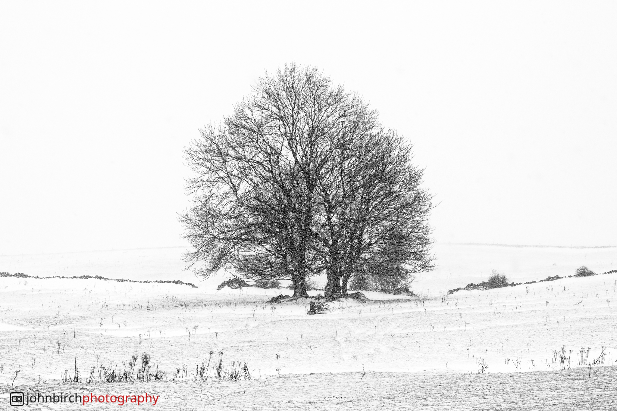 Trees in the Snow · Peak District