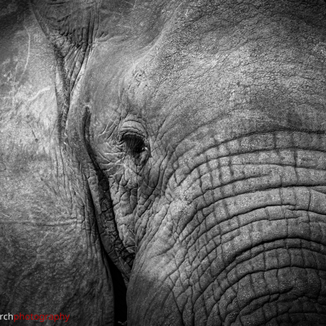 Bush Elephant ·· Murchison Falls NP