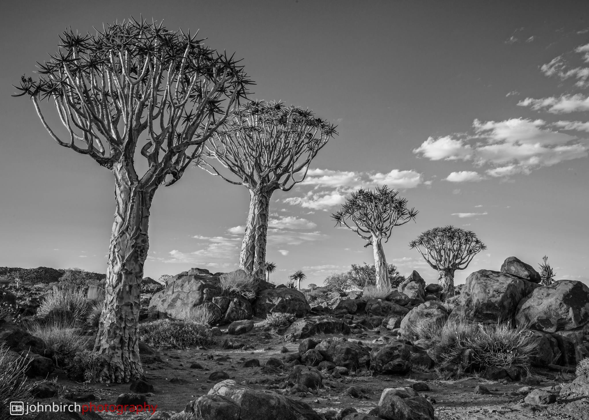 The Quiver Tree Forrest ·  Namibia