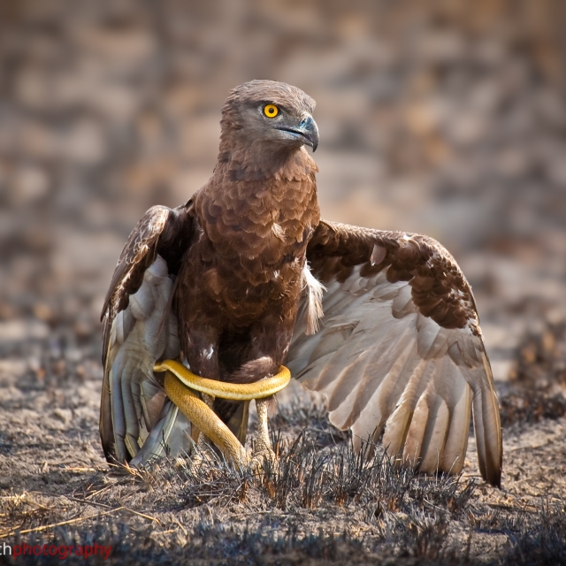 Snake Eagle
