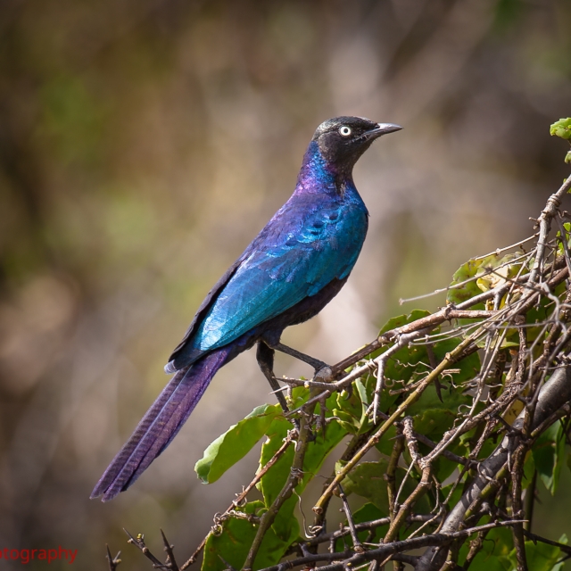 Rueppell's Long-tailed Starling