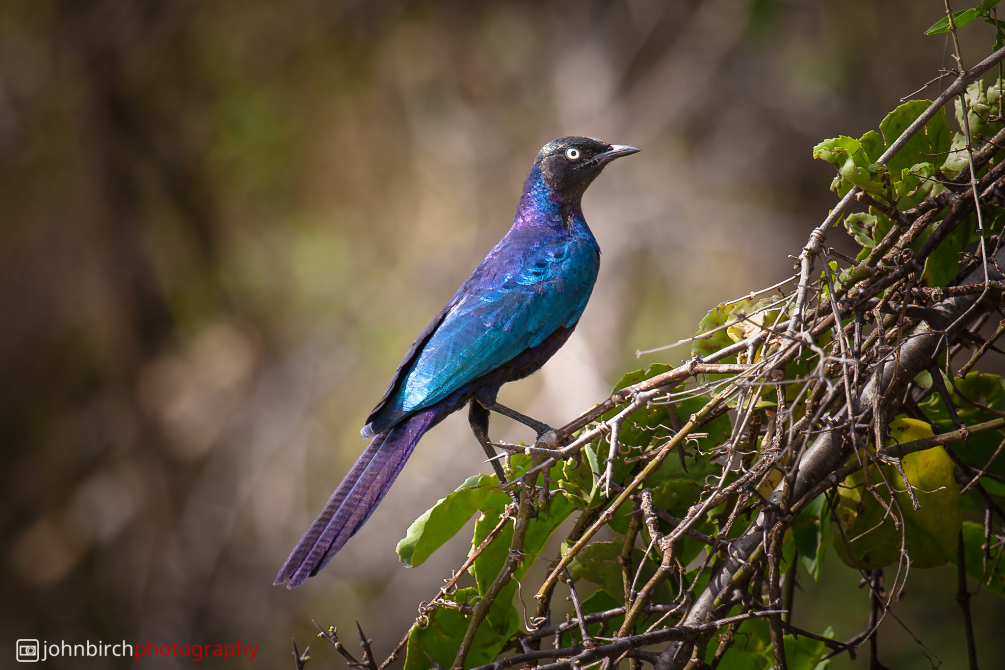 Rueppell's Long-tailed Starling
