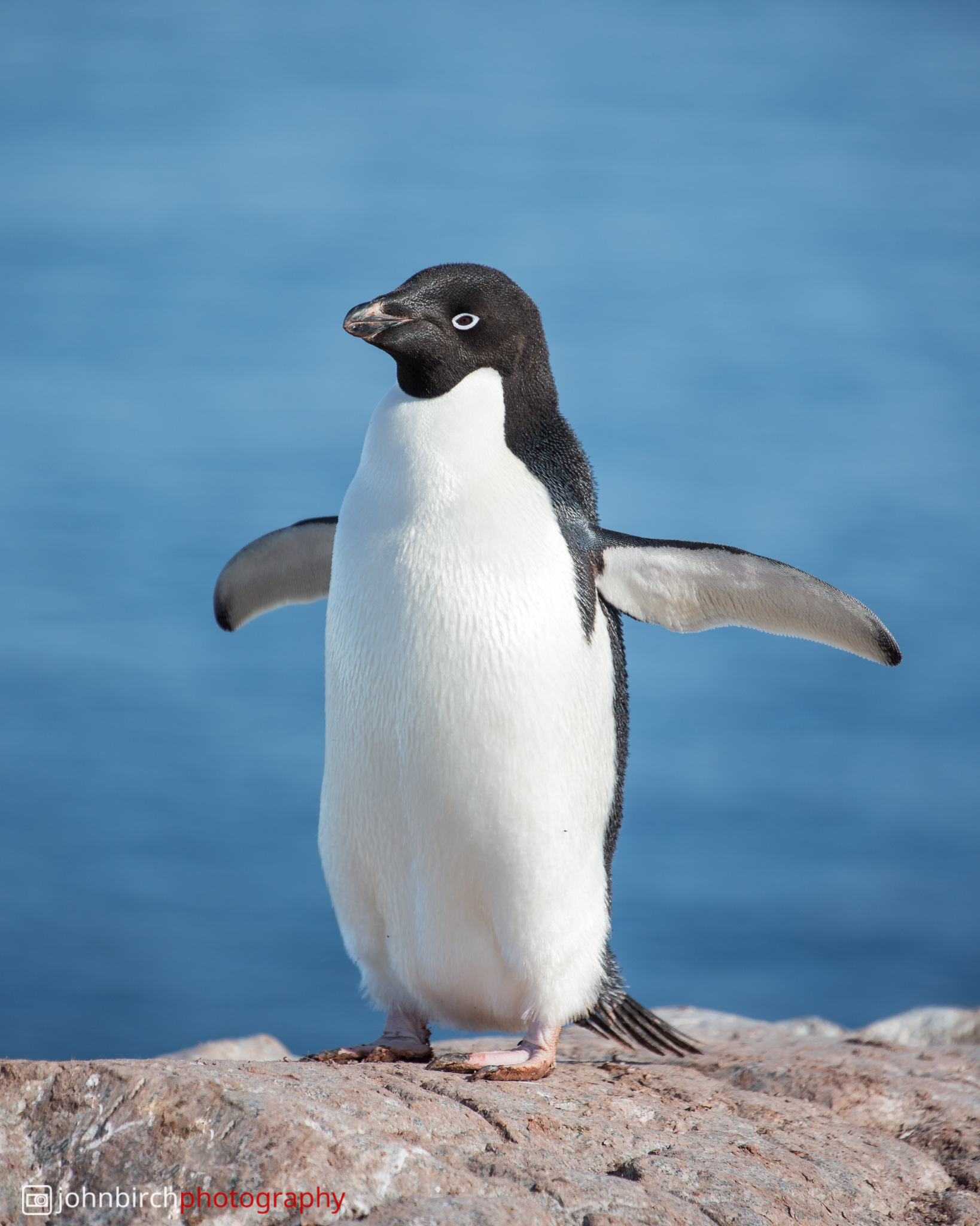 Adele Penguin · Yalour Islands, Penguin