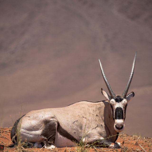 Namibia, Wildlife