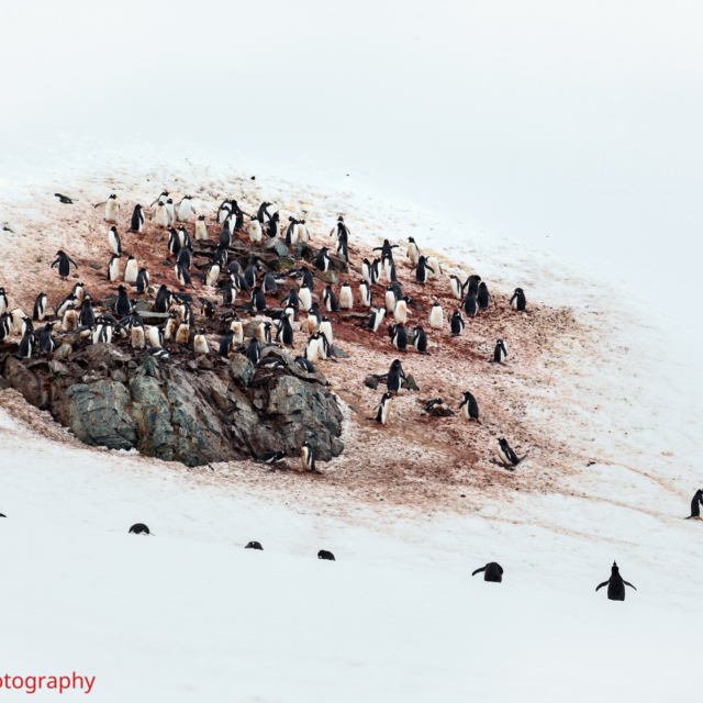 Adele Penguins · Cuverville Island