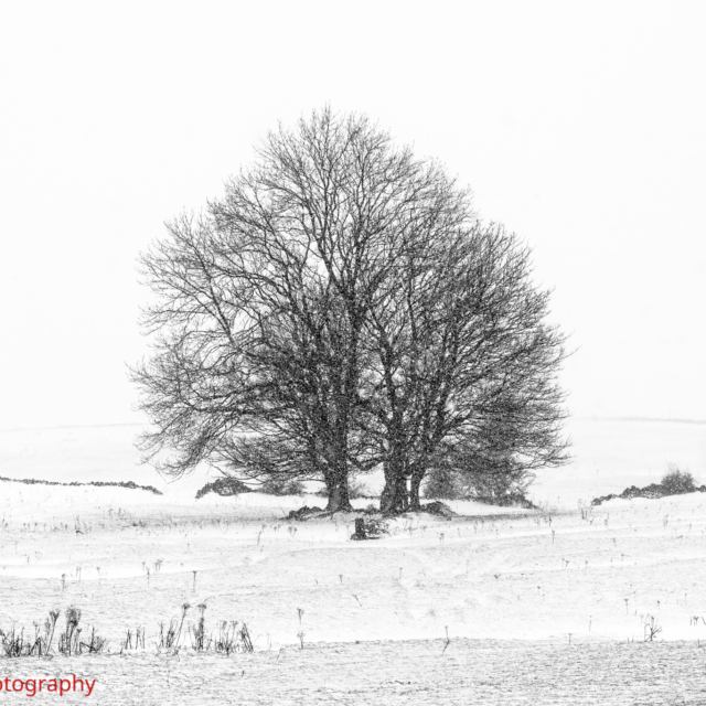 Trees in the Snow · Peak District