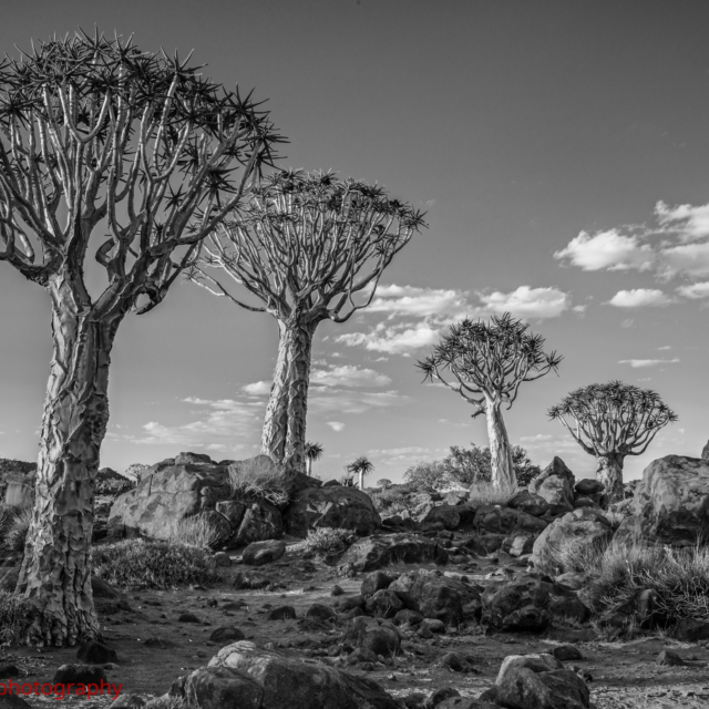 The Quiver Tree Forrest ·  Namibia